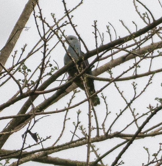 Black-backed Fruit-Dove - ML642568952