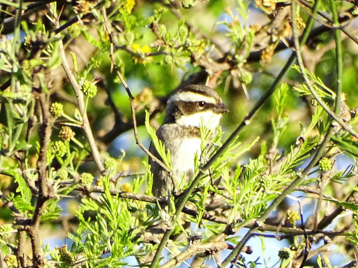 Ringed Warbling Finch - ML642568957