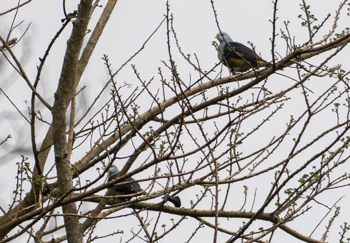 Black-backed Fruit-Dove - ML642568958