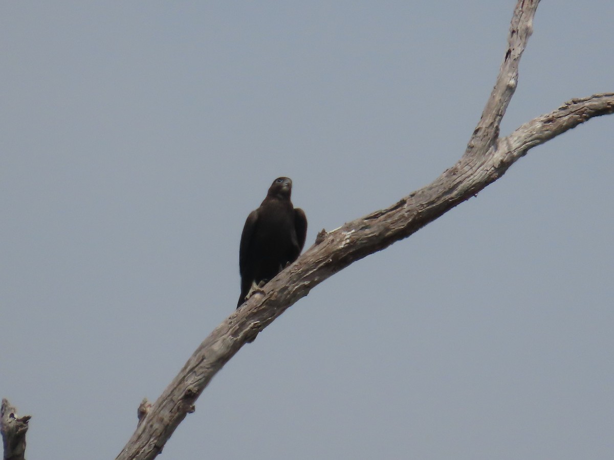 Black Falcon - ML642568964