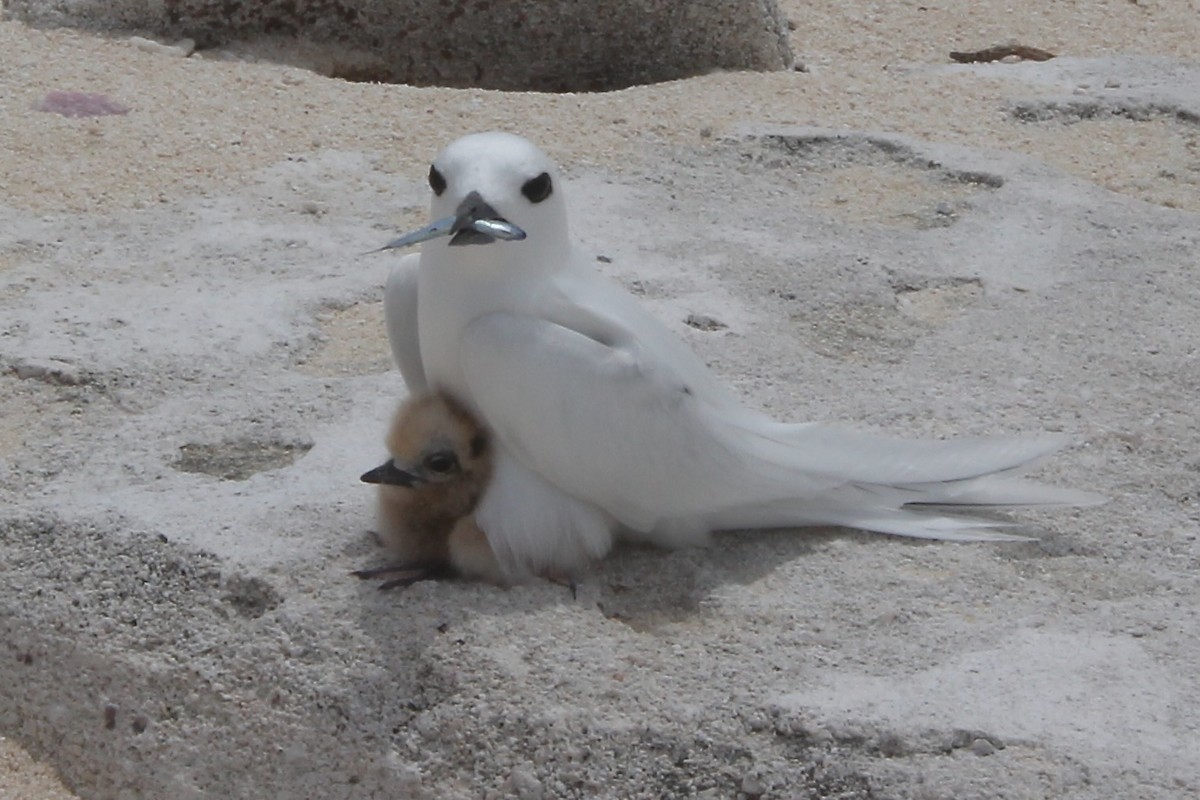 White Tern - ML642568978