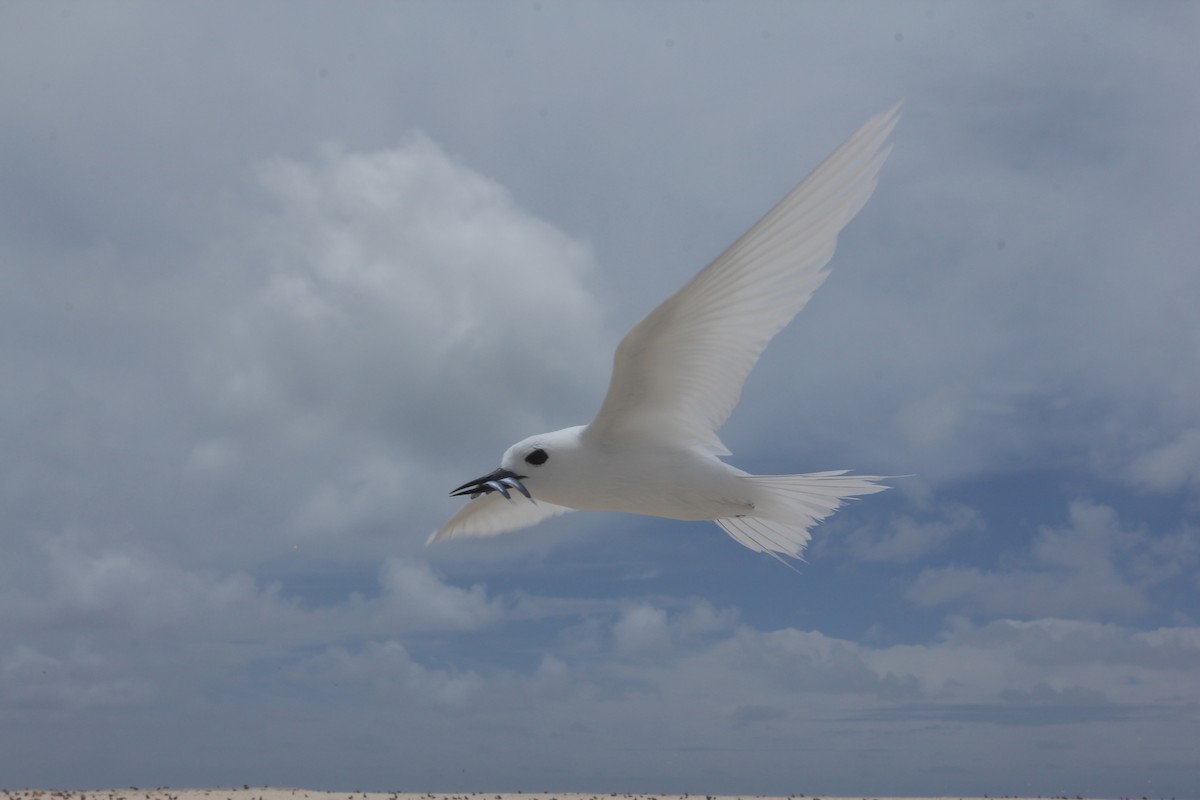 White Tern - ML642568980