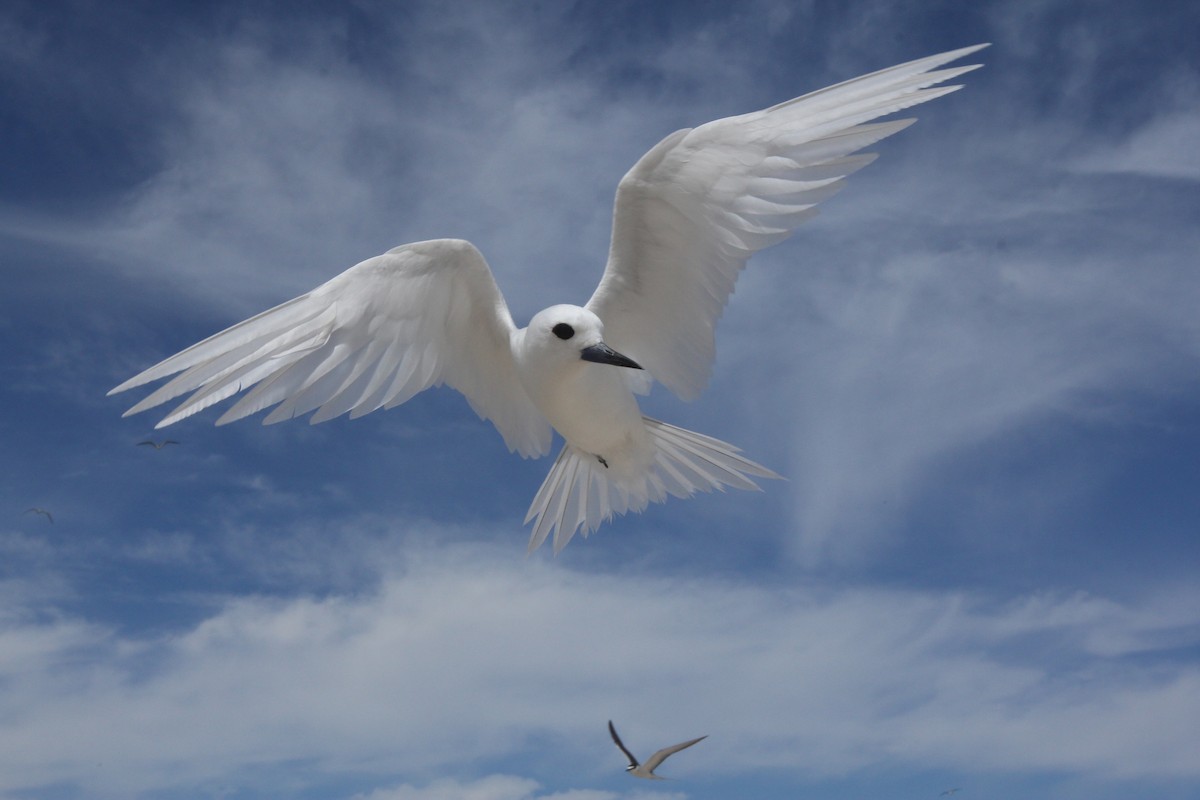 White Tern - ML642568981