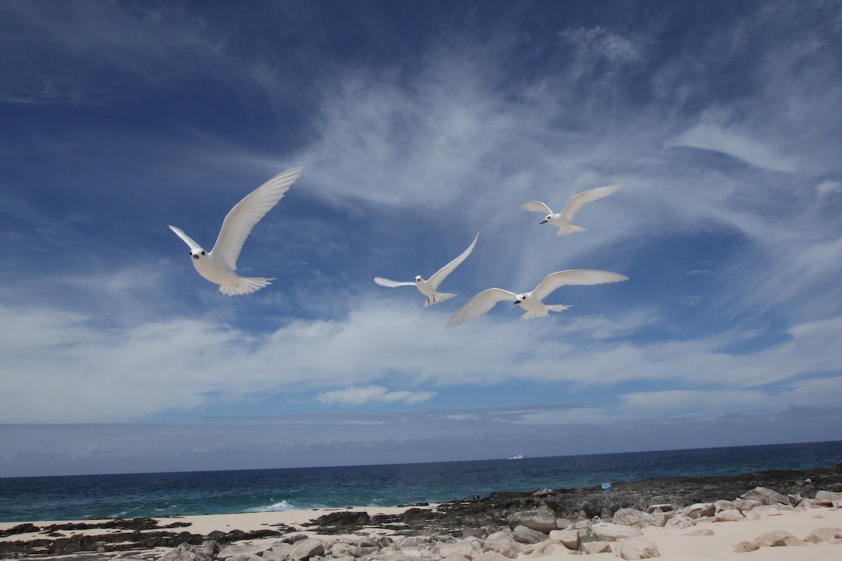 White Tern - ML642568982