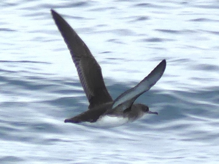 Fluttering Shearwater - ML642568984