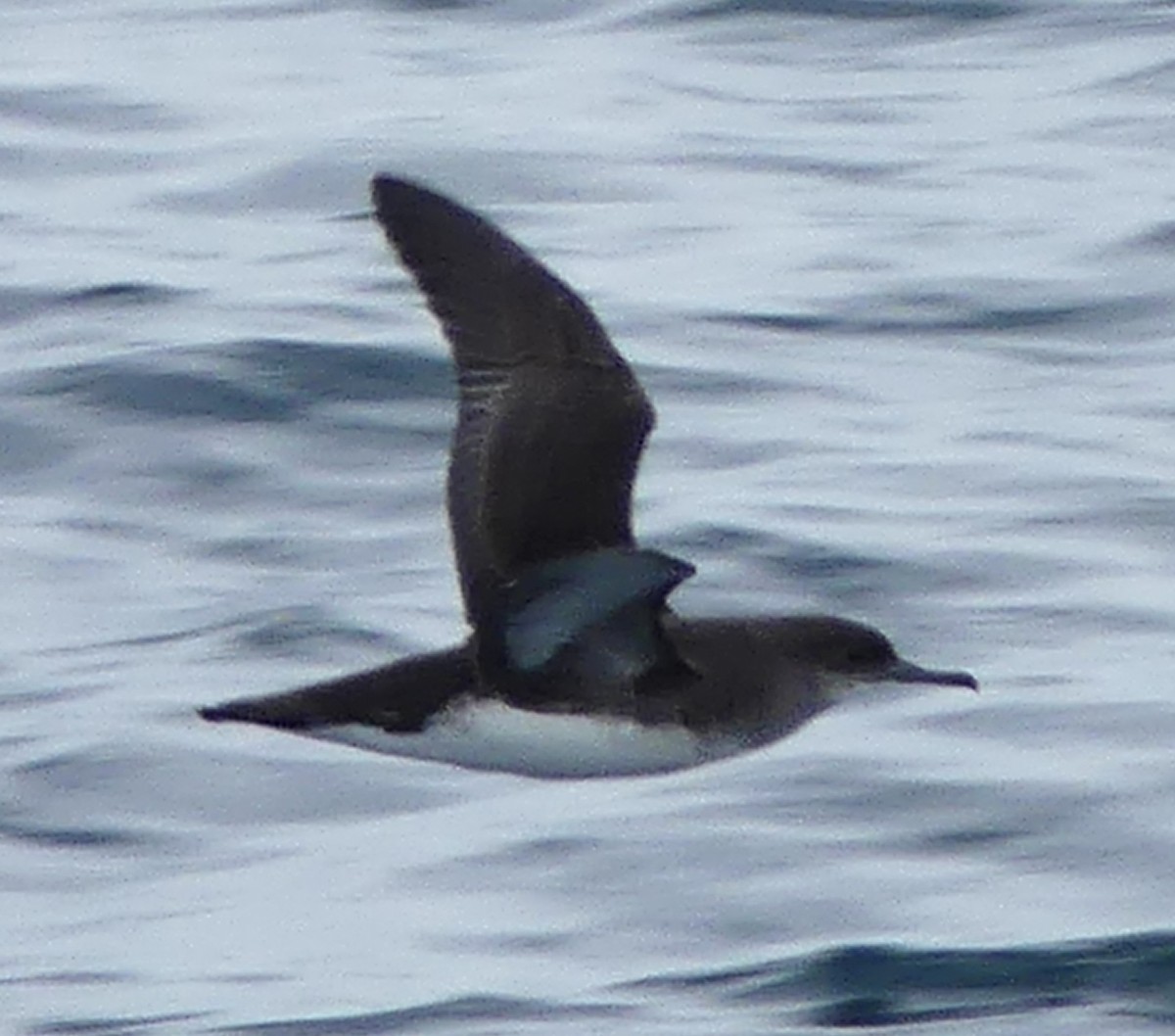 Fluttering Shearwater - ML642568985
