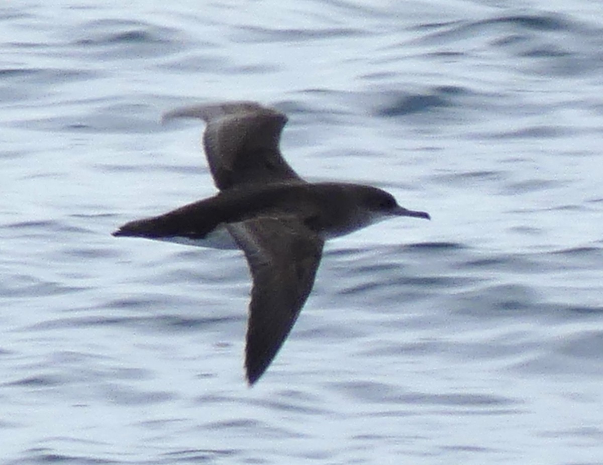 Fluttering Shearwater - ML642568986