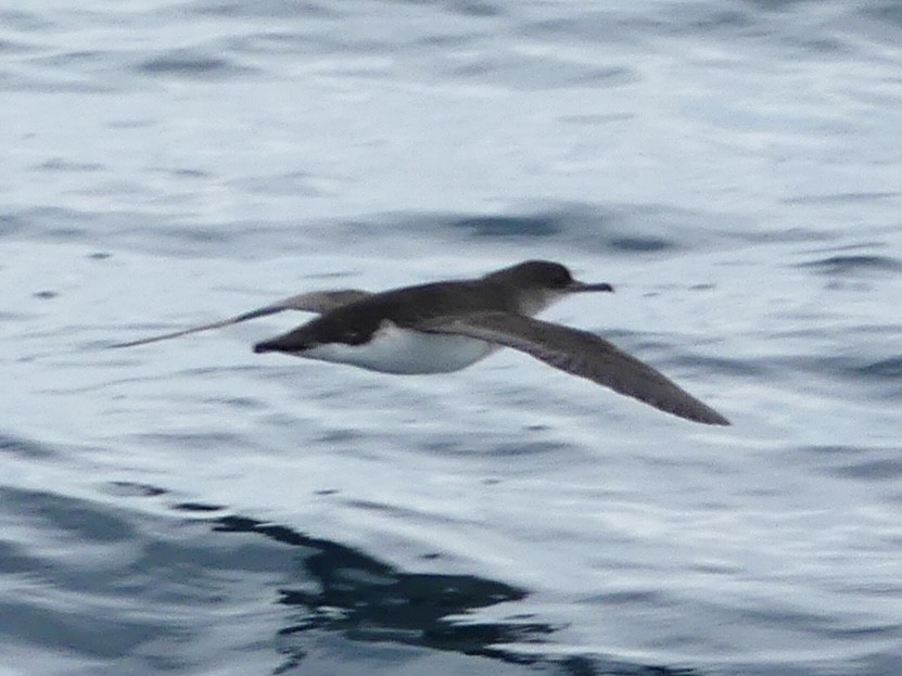 Fluttering Shearwater - ML642568987