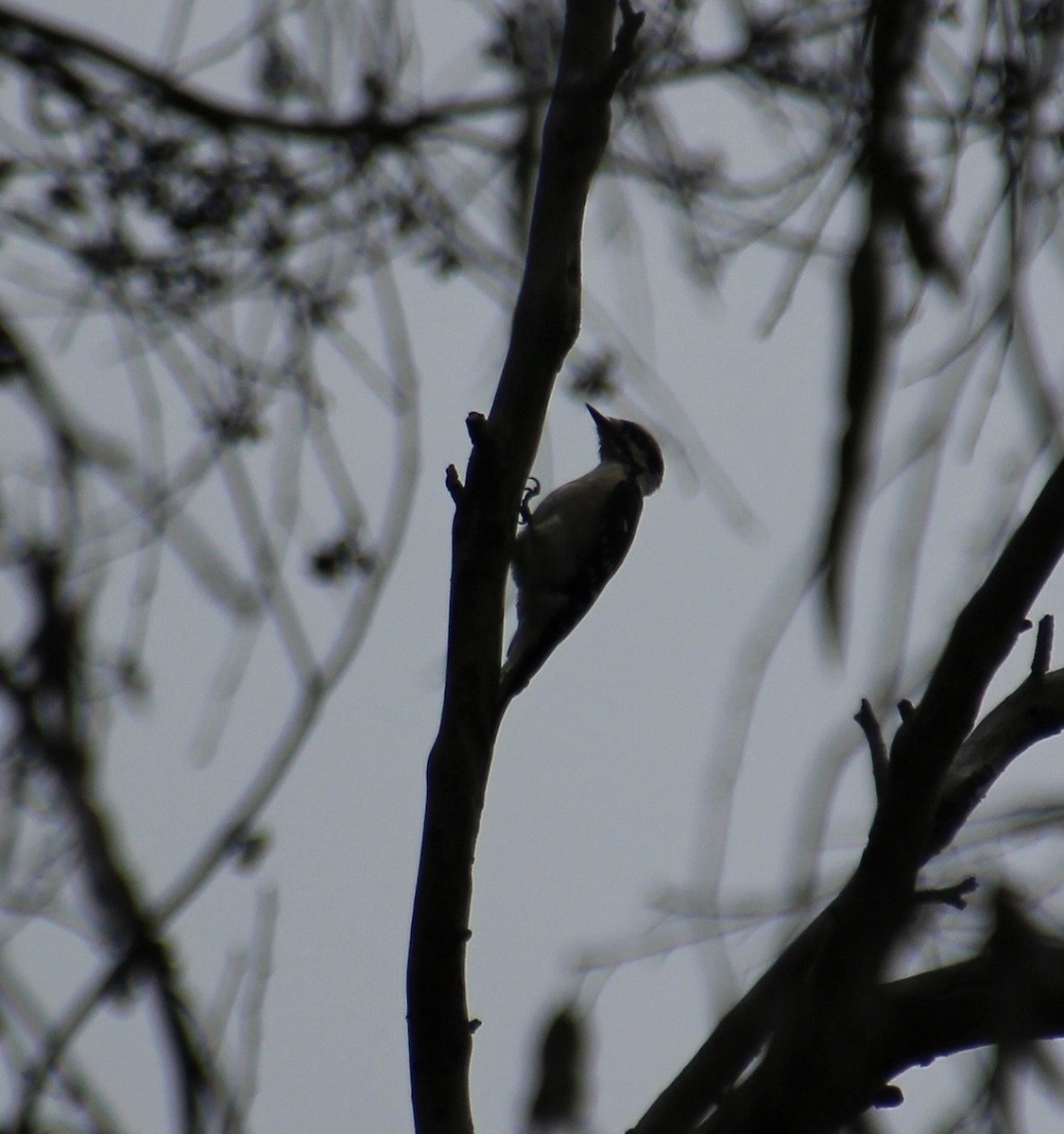 Downy Woodpecker - ML642568997