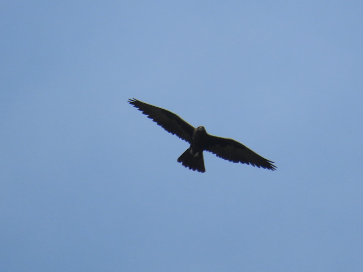 Black Falcon - ML642569017