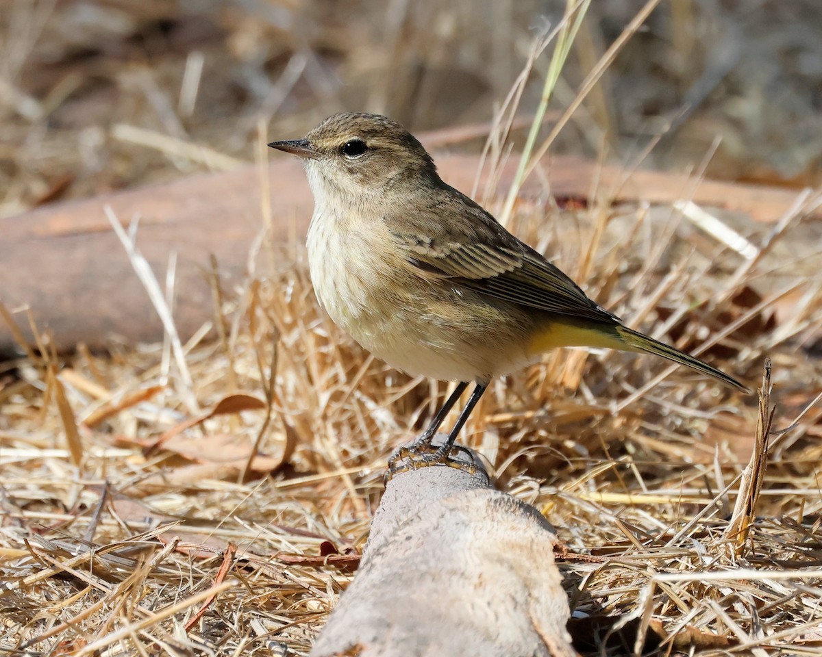 Palm Warbler - ML642569019