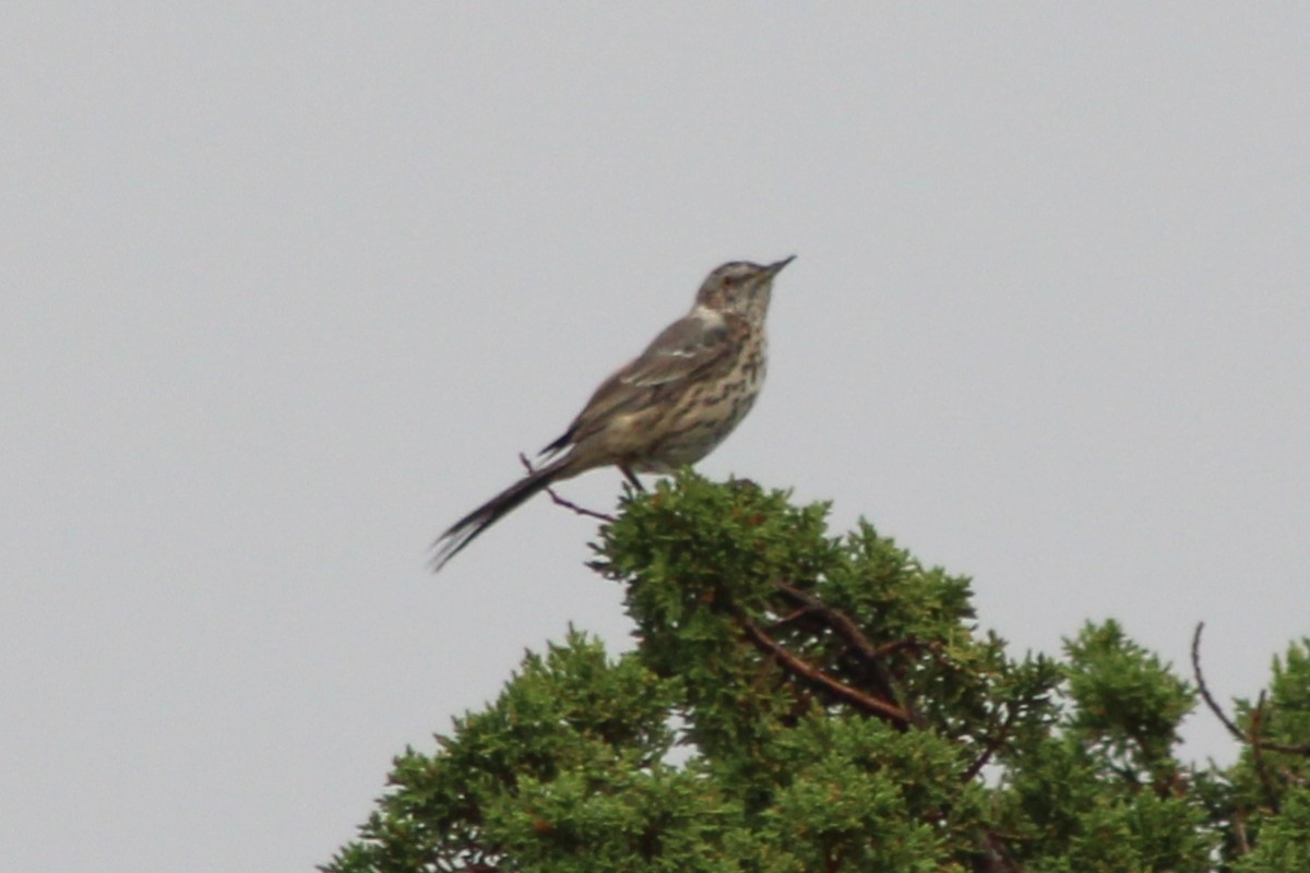 Sage Thrasher - ML642569025