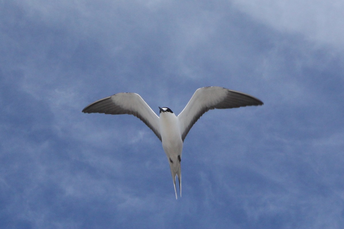 Sooty Tern - ML642569028