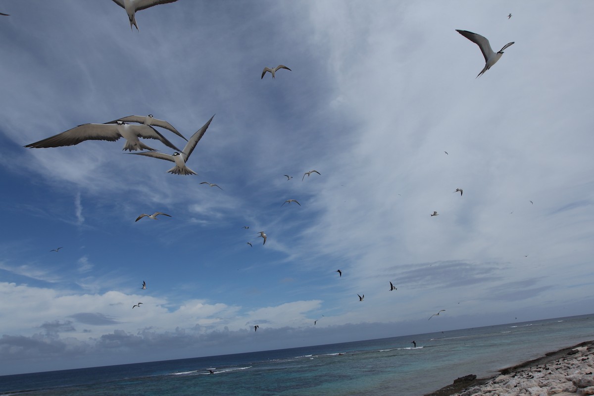 Sooty Tern - ML642569029