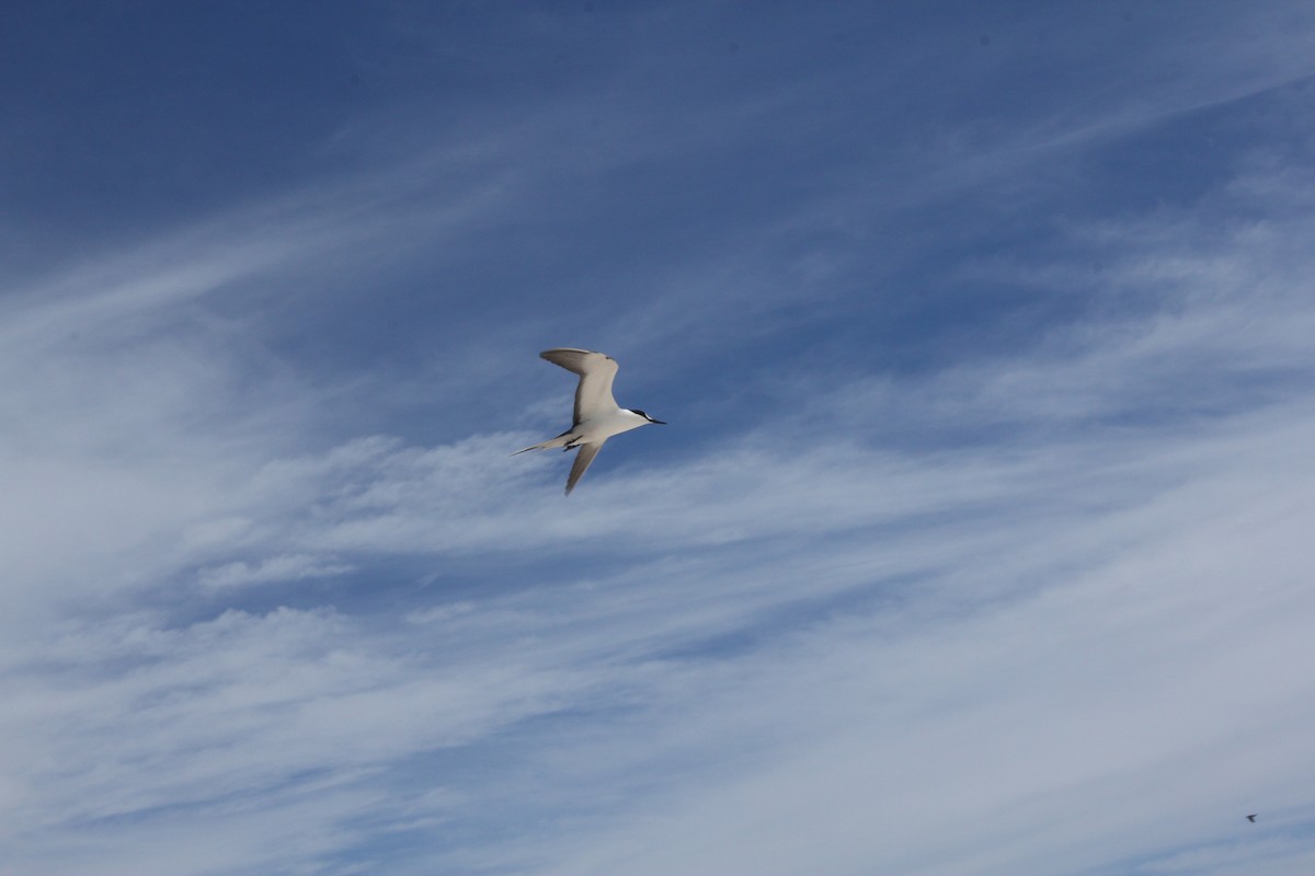 Sooty Tern - ML642569030