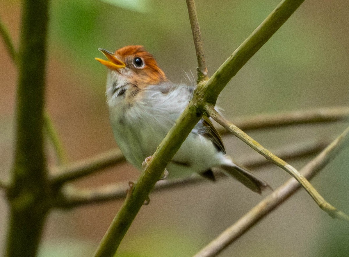 Sunda Warbler - ML642569039