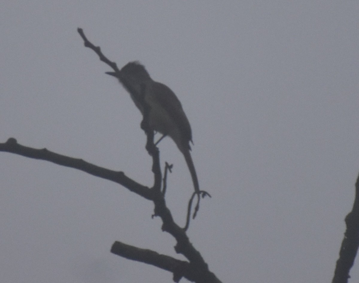 Dusky-capped Flycatcher - ML642569041