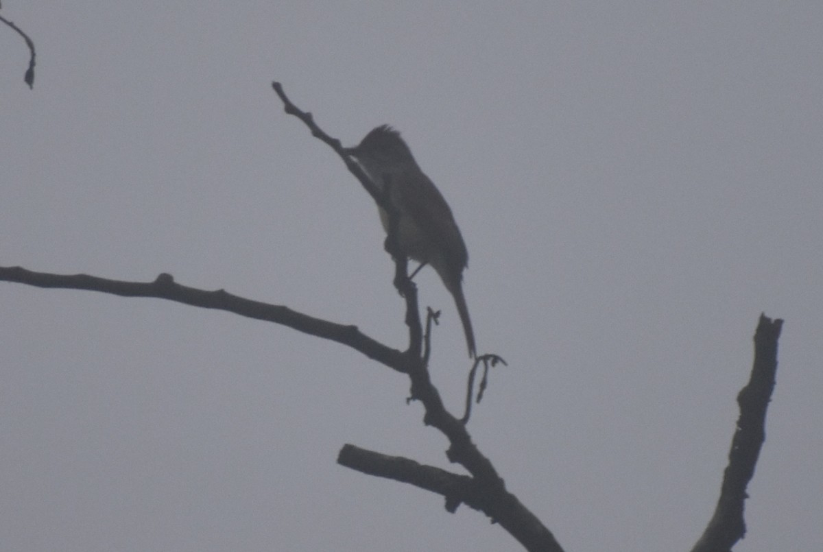 Dusky-capped Flycatcher - ML642569042