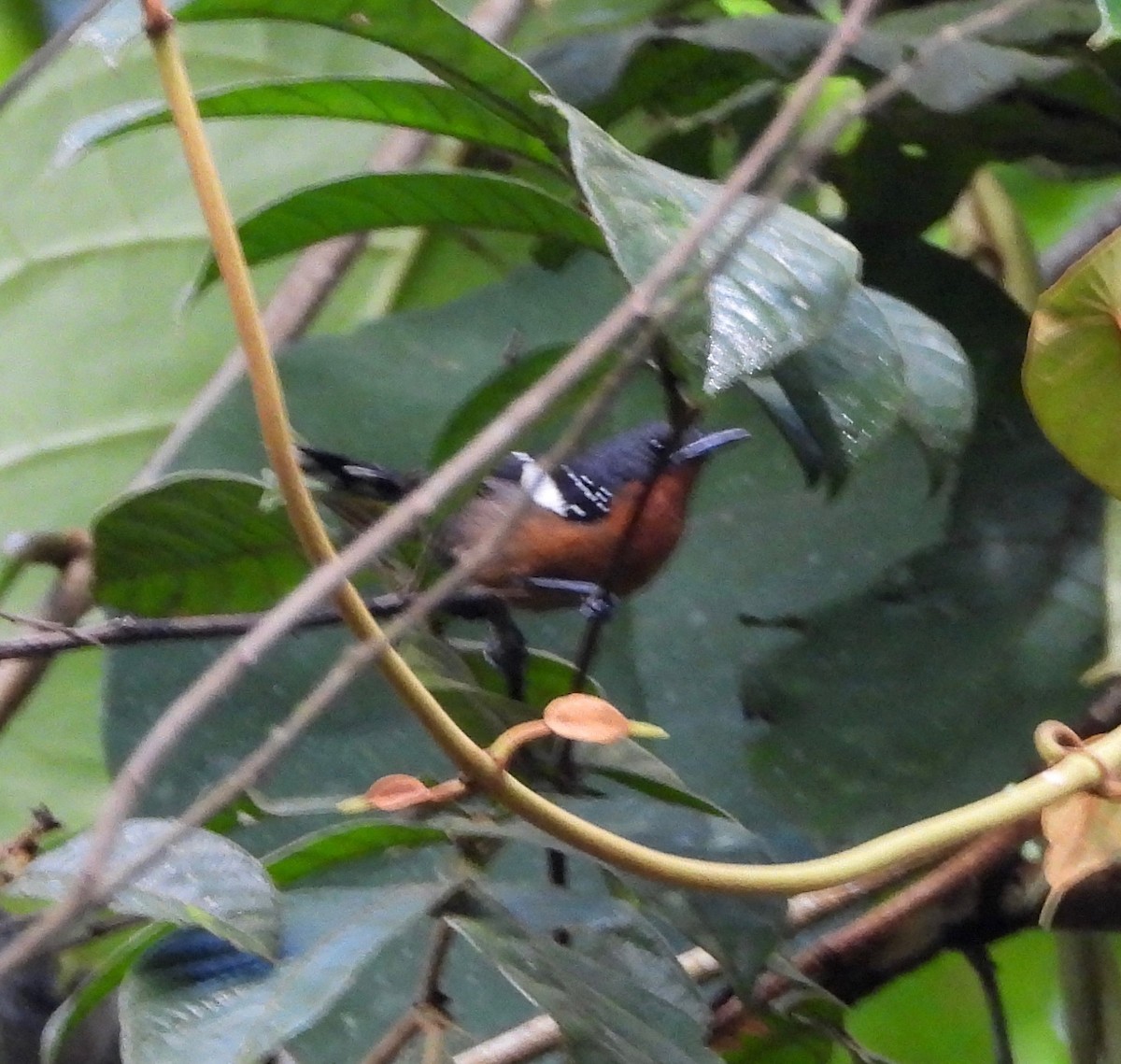 Dot-winged Antwren - ML642569045