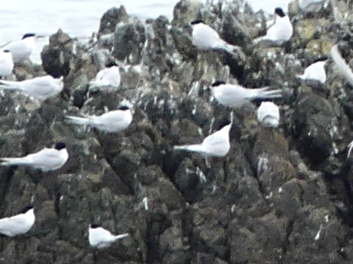 White-fronted Tern - ML642569048