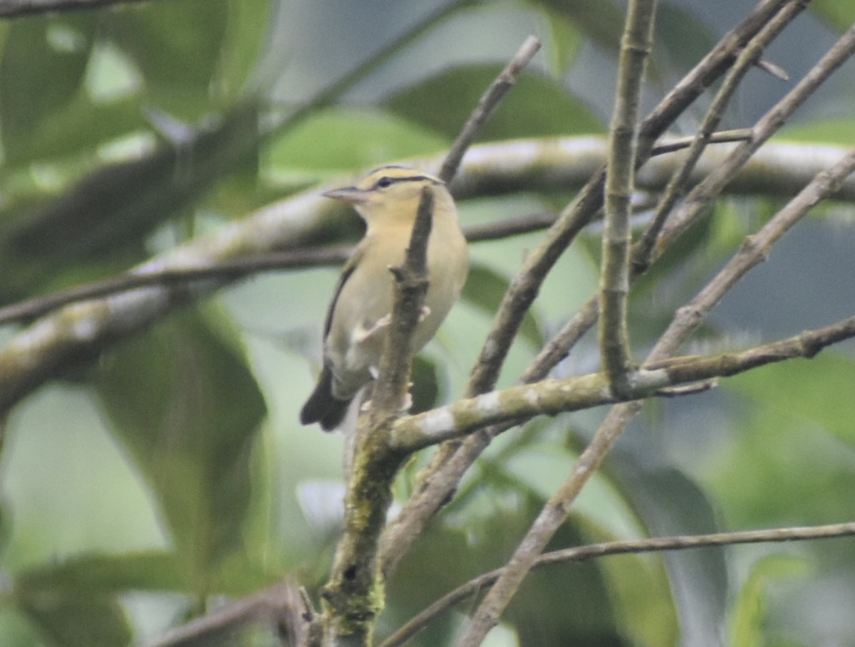 Worm-eating Warbler - ML642569049