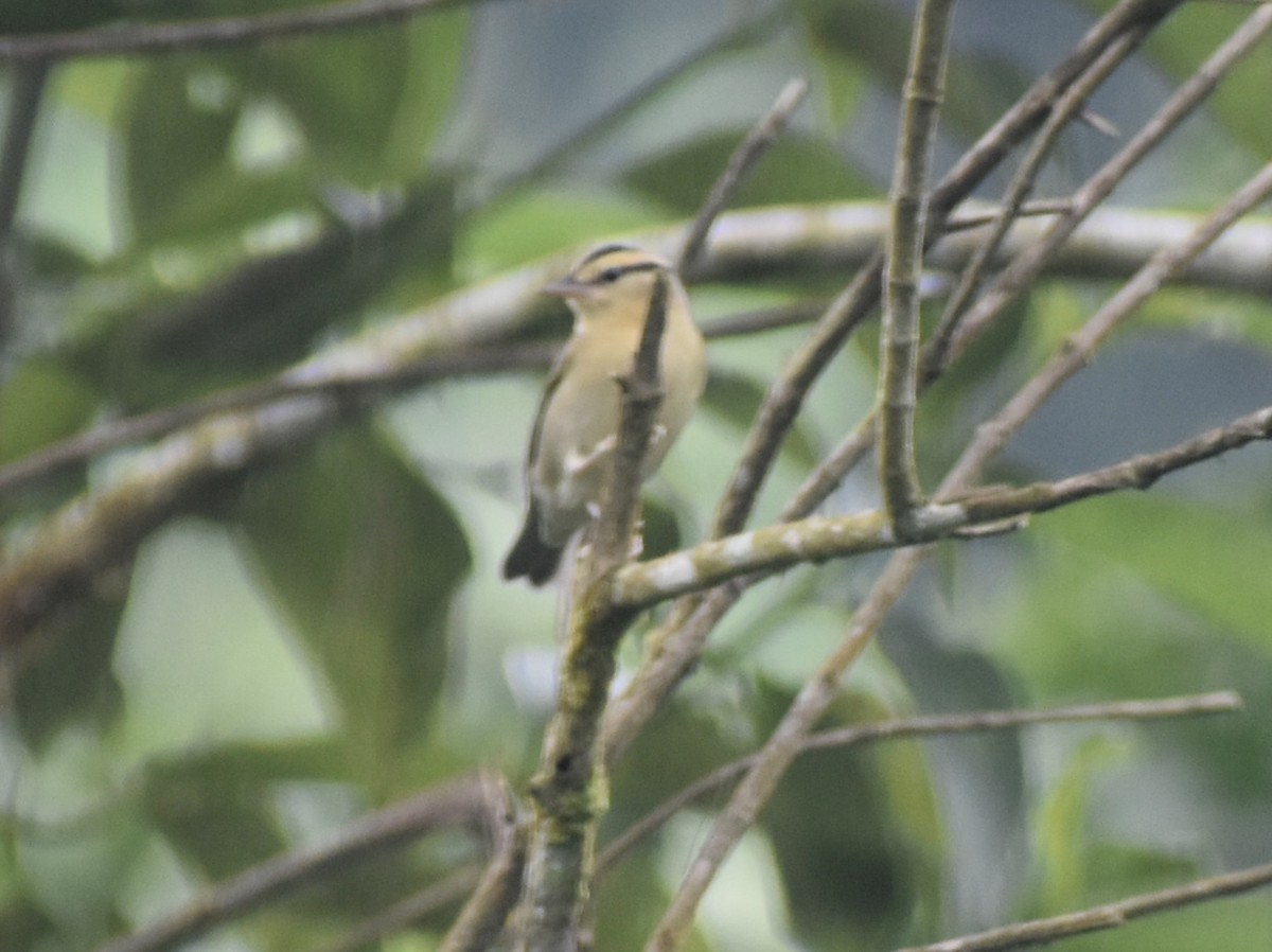 Worm-eating Warbler - ML642569050