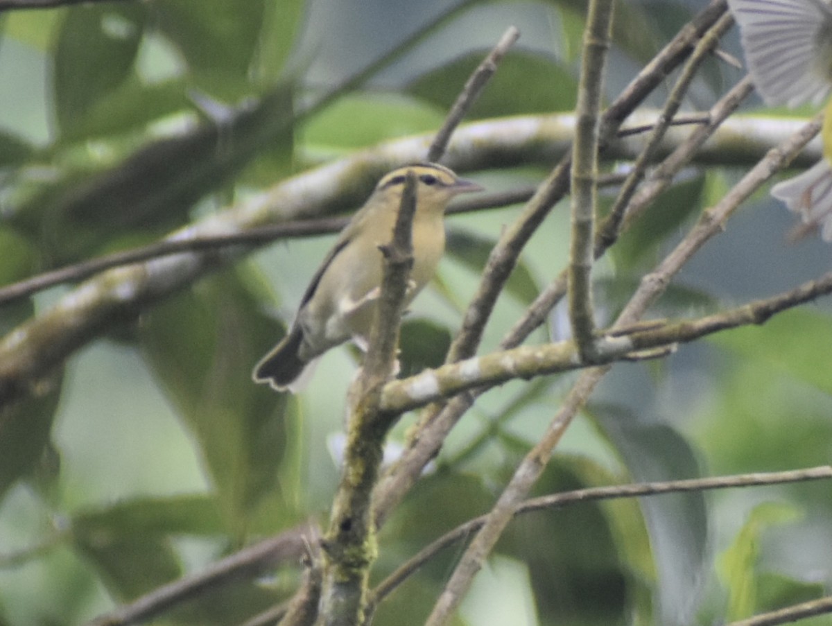 Worm-eating Warbler - ML642569051
