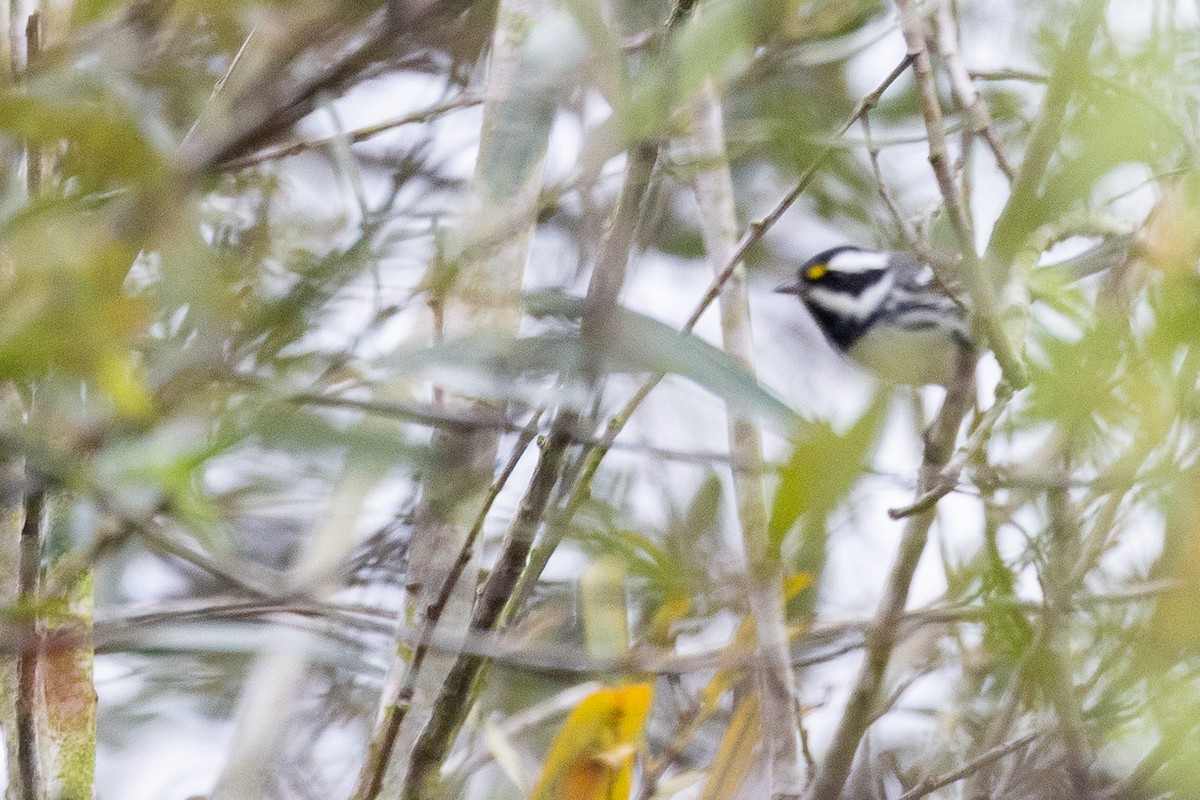 Black-throated Gray Warbler - ML642569054
