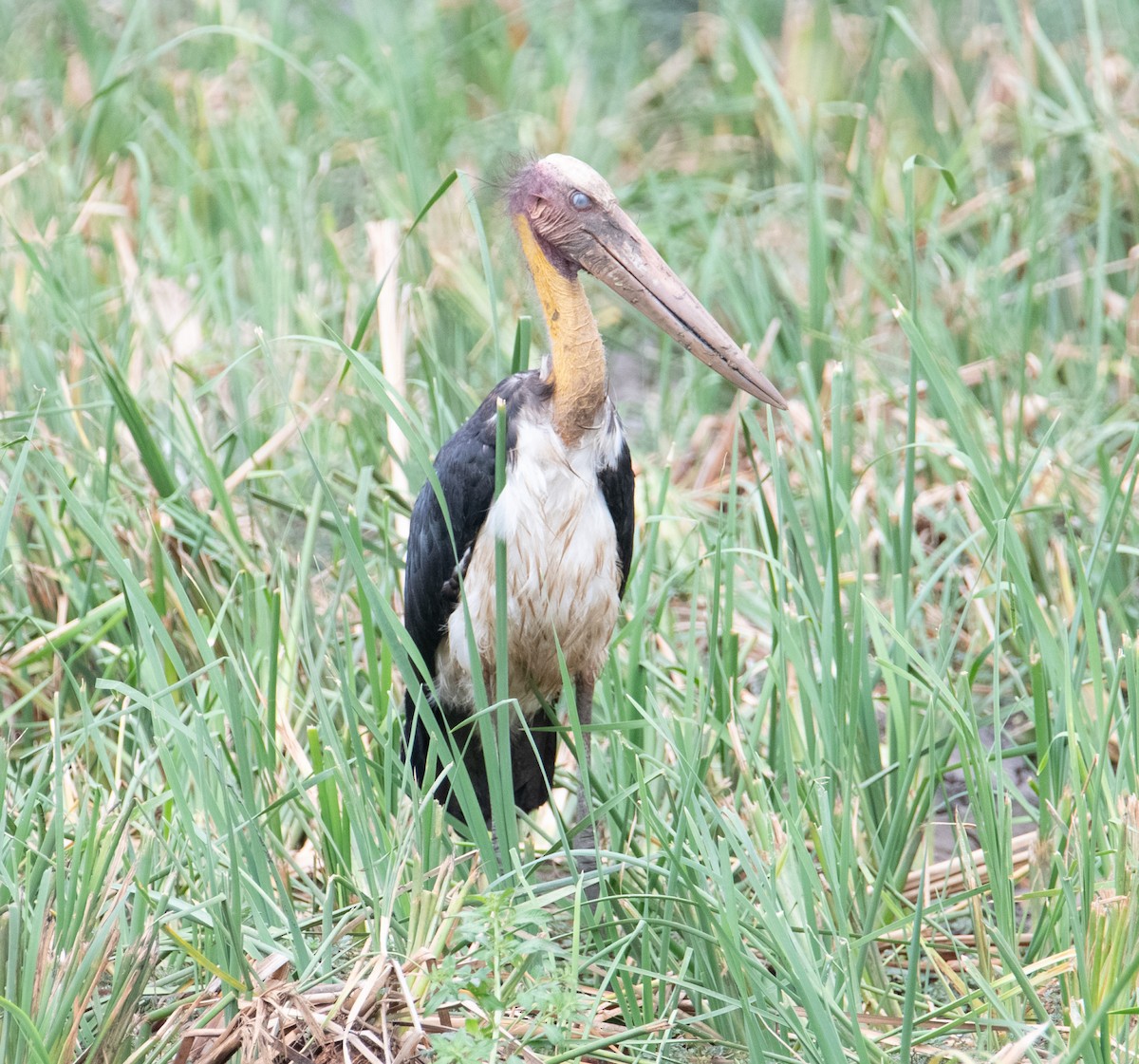 Lesser Adjutant - ML642569060