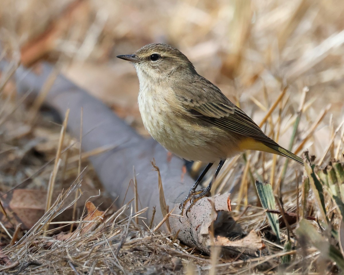 Palm Warbler - ML642569062