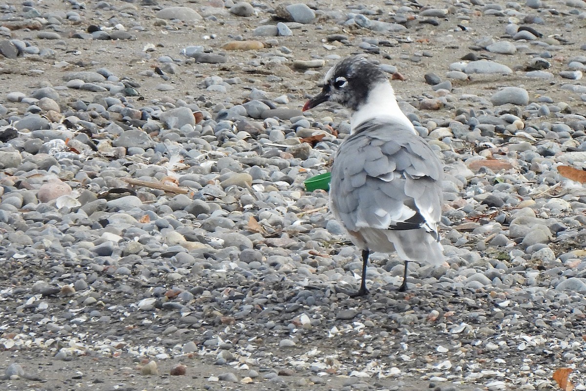 Franklin's Gull - ML642569067