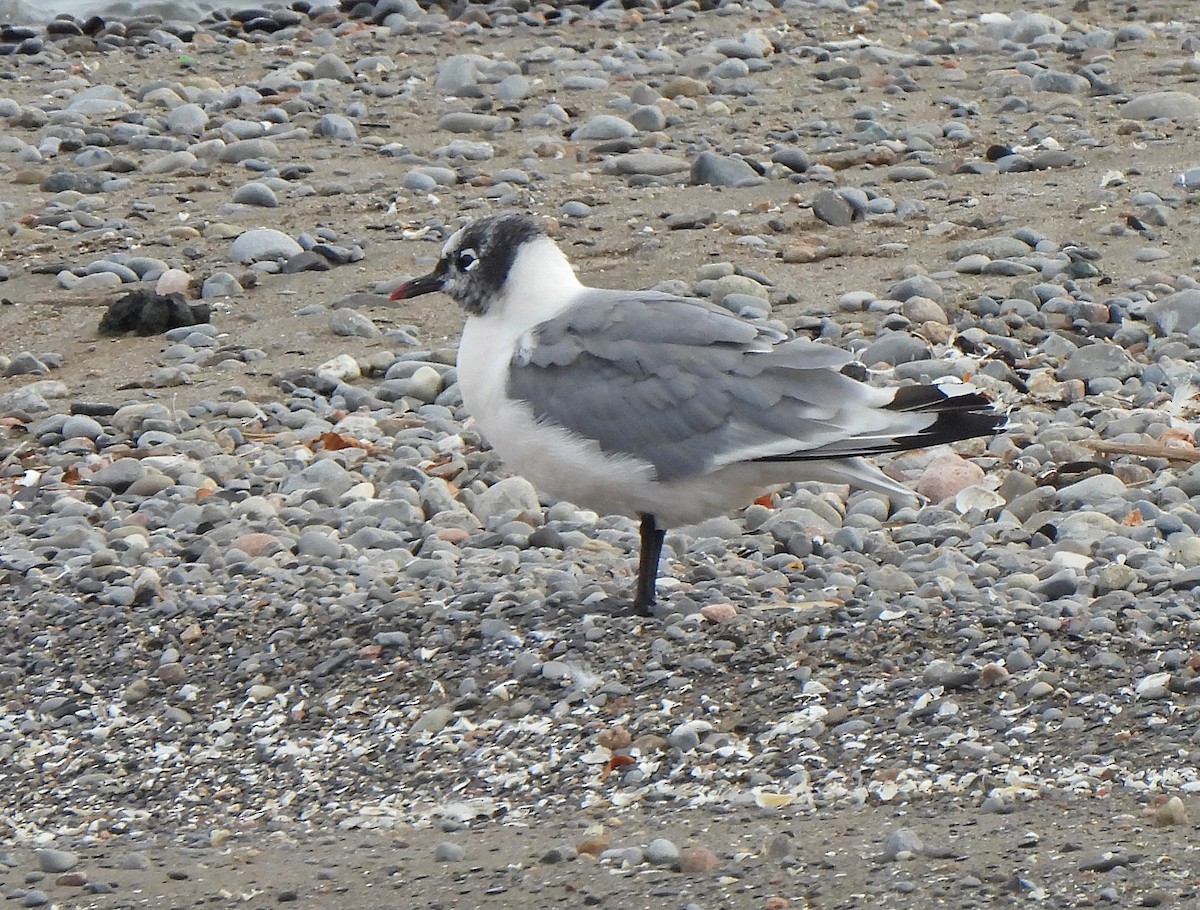 Franklin's Gull - ML642569068