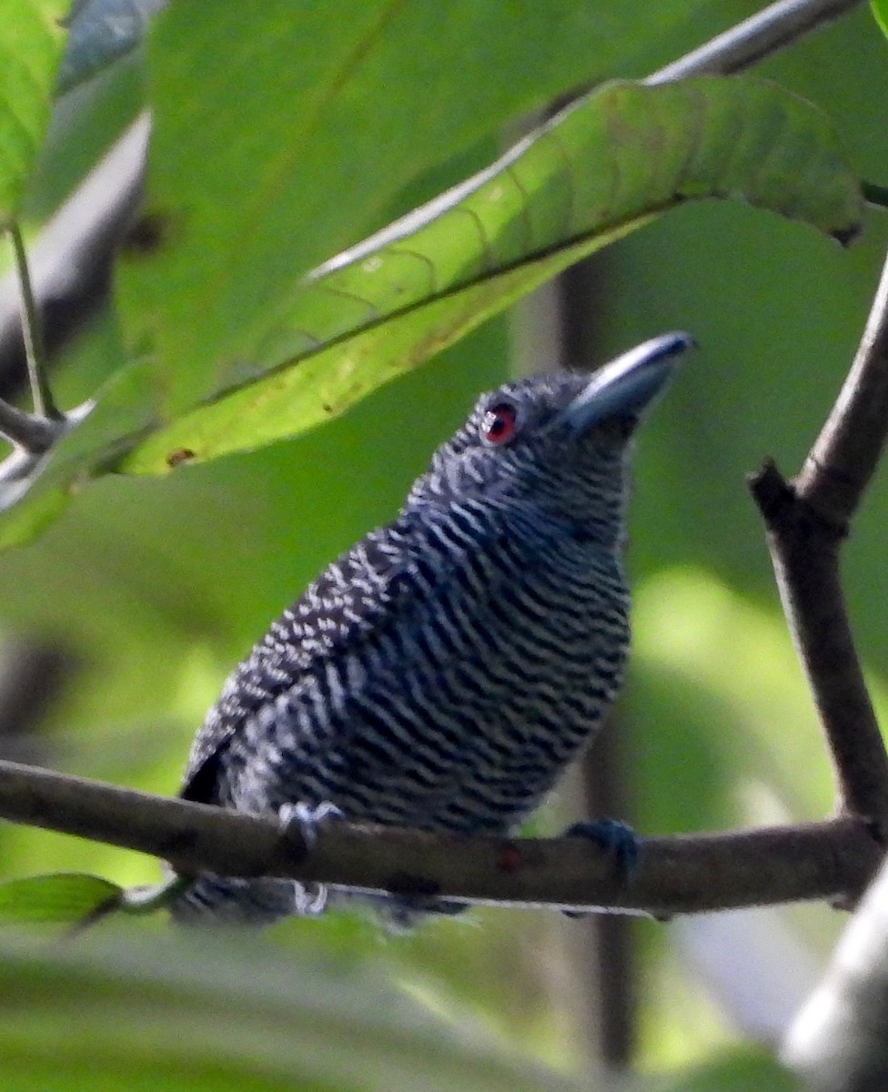 Fasciated Antshrike - ML642569074