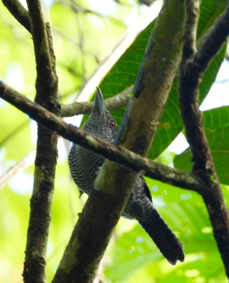 Fasciated Antshrike - ML642569075