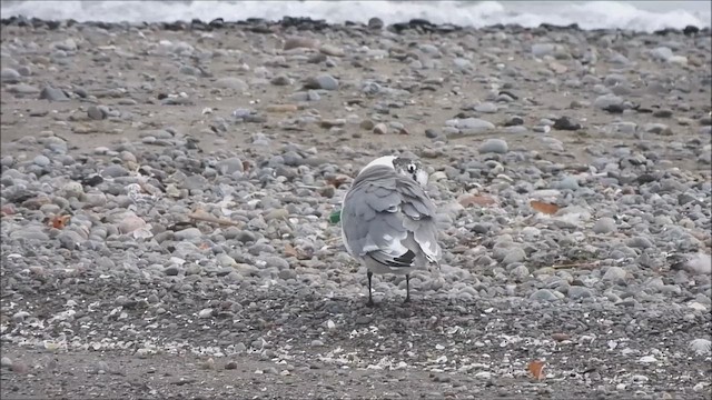 Franklin's Gull - ML642569099