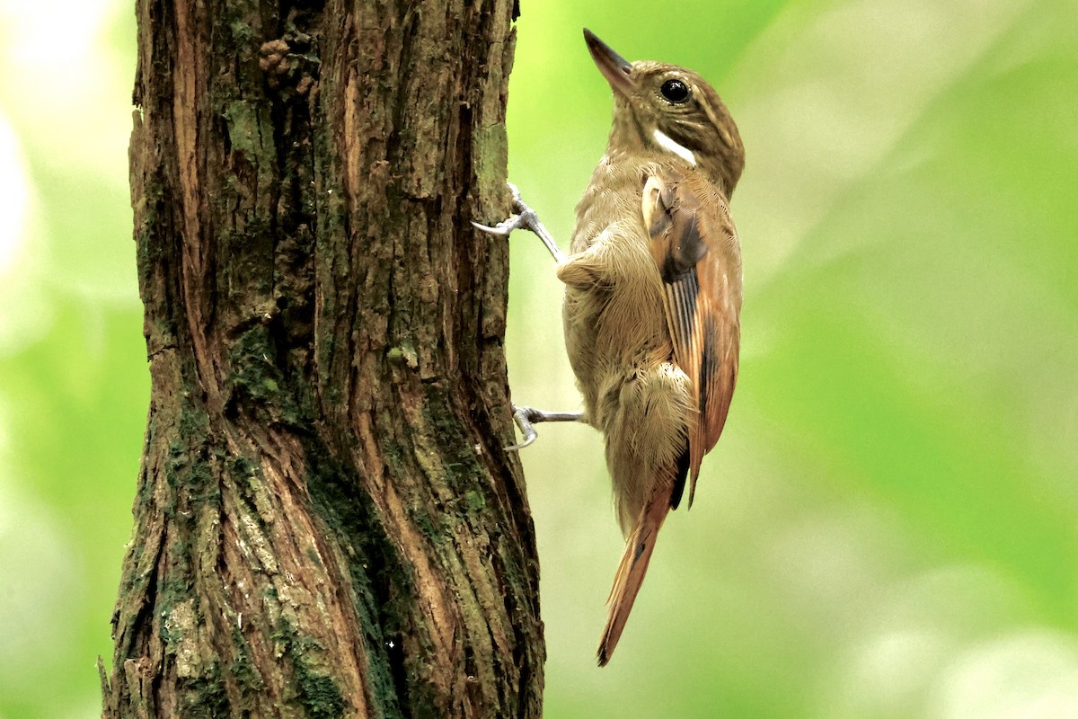 Northern Plain-Xenops - ML642569104