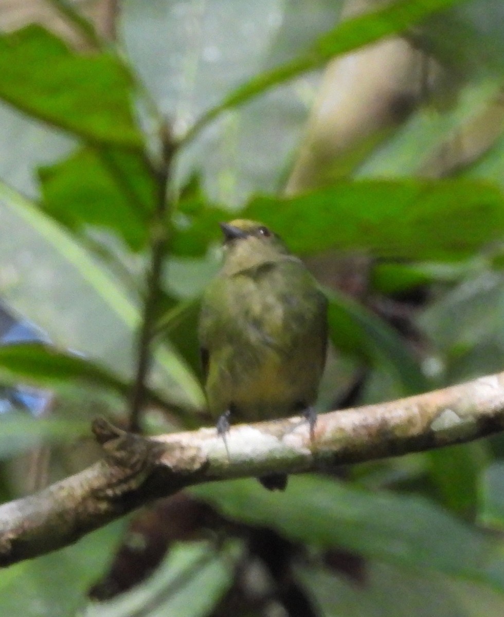 Velvety Manakin - ML642569110