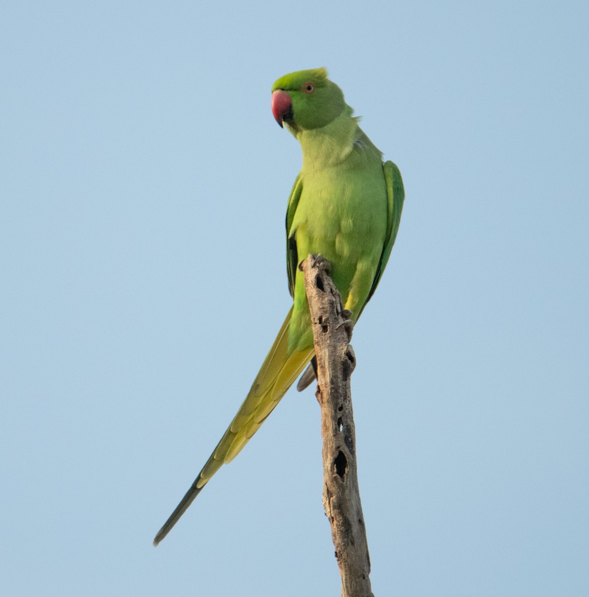 Rose-ringed Parakeet - ML642569111