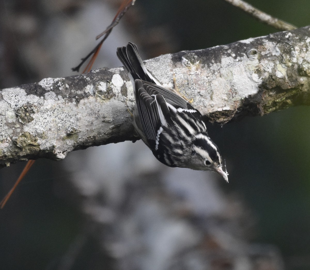 Paruline noir et blanc - ML642569114