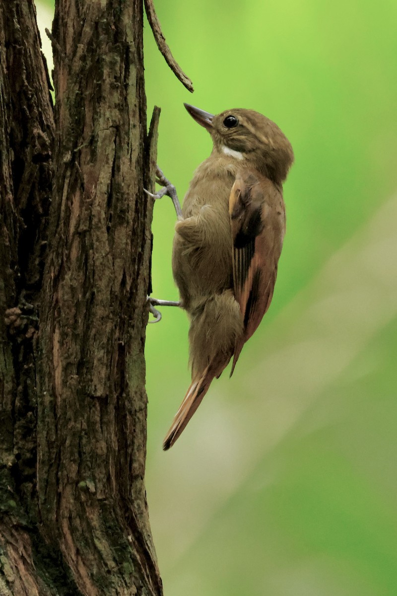 Northern Plain-Xenops - ML642569115