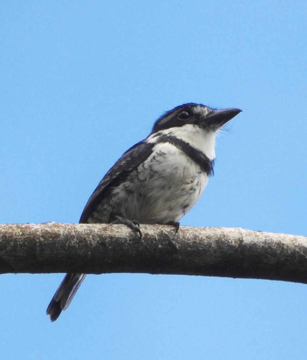 Pied Puffbird - ML642569124