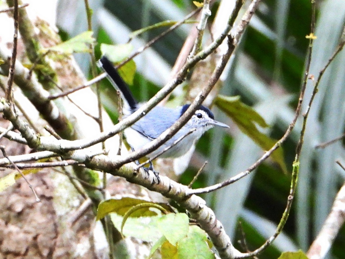 White-browed Gnatcatcher - ML642569136