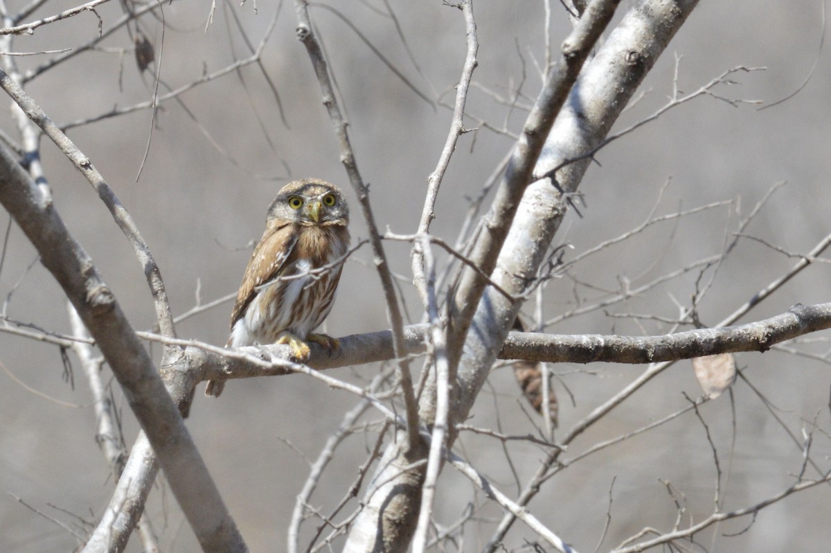 Colima Pygmy-Owl - ML642569147