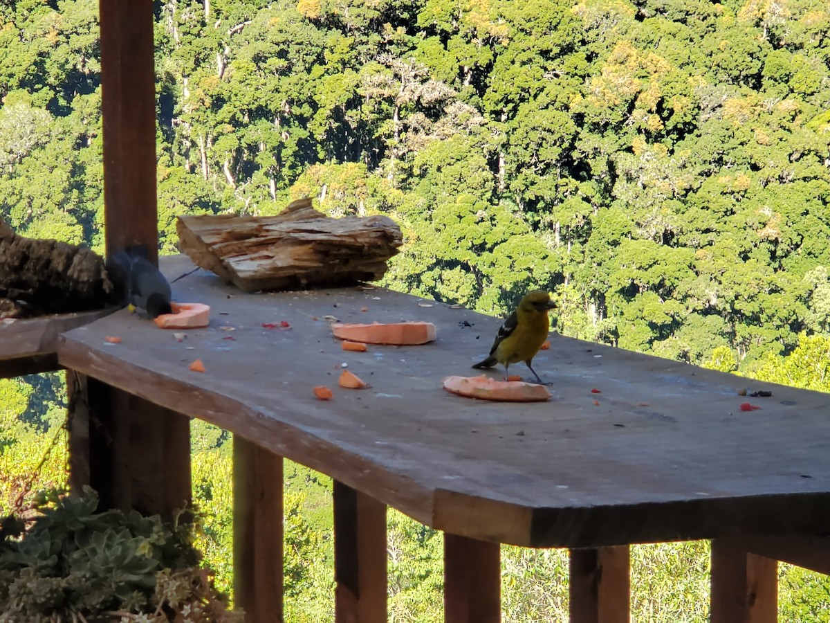 Flame-colored Tanager - ML642569172