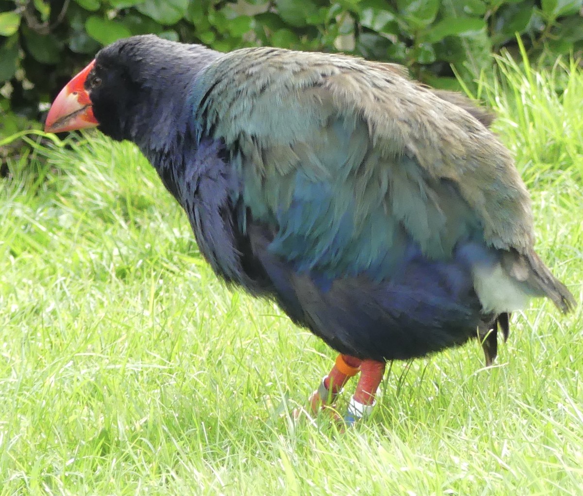 South Island Takahe - ML642569212