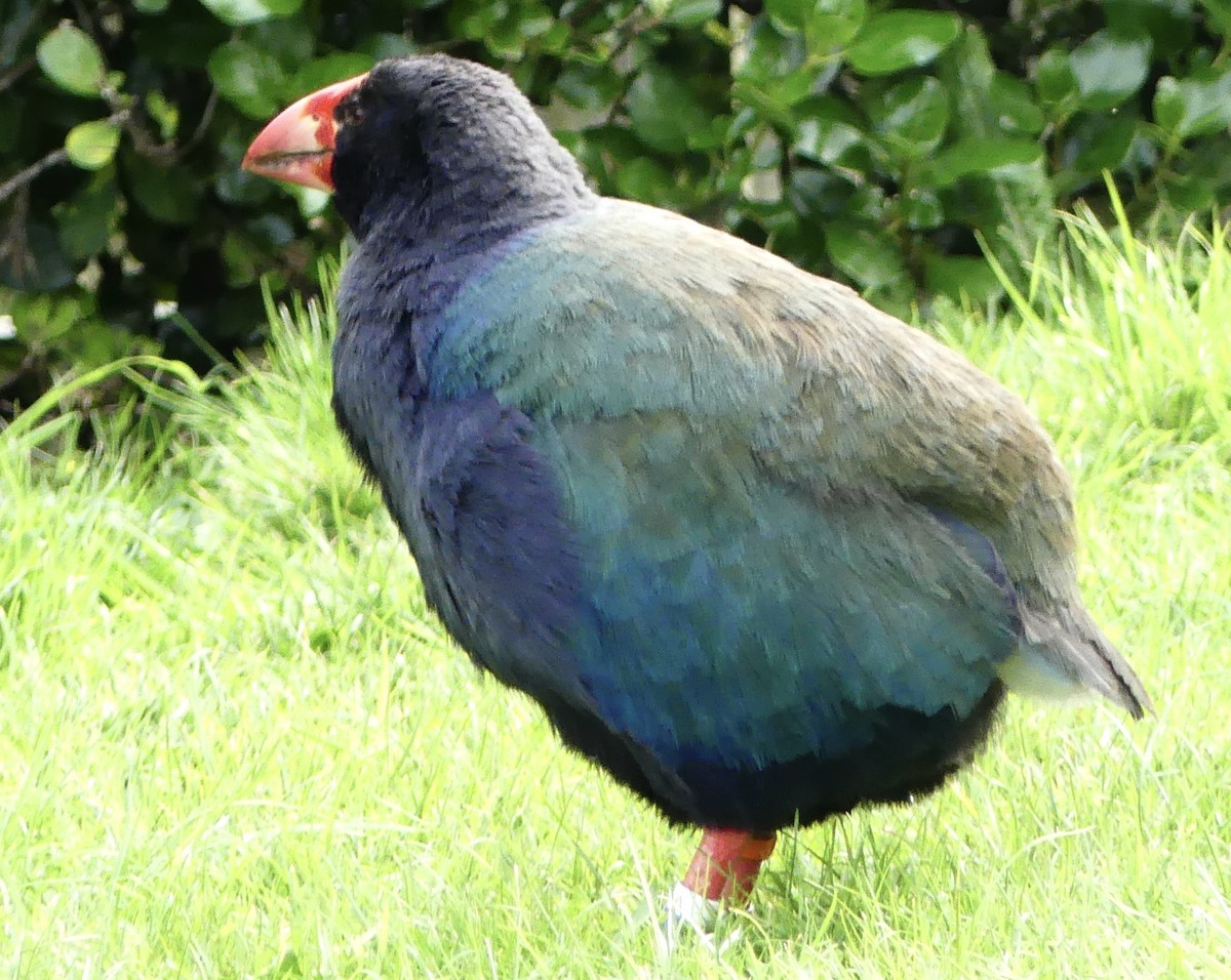 South Island Takahe - ML642569213