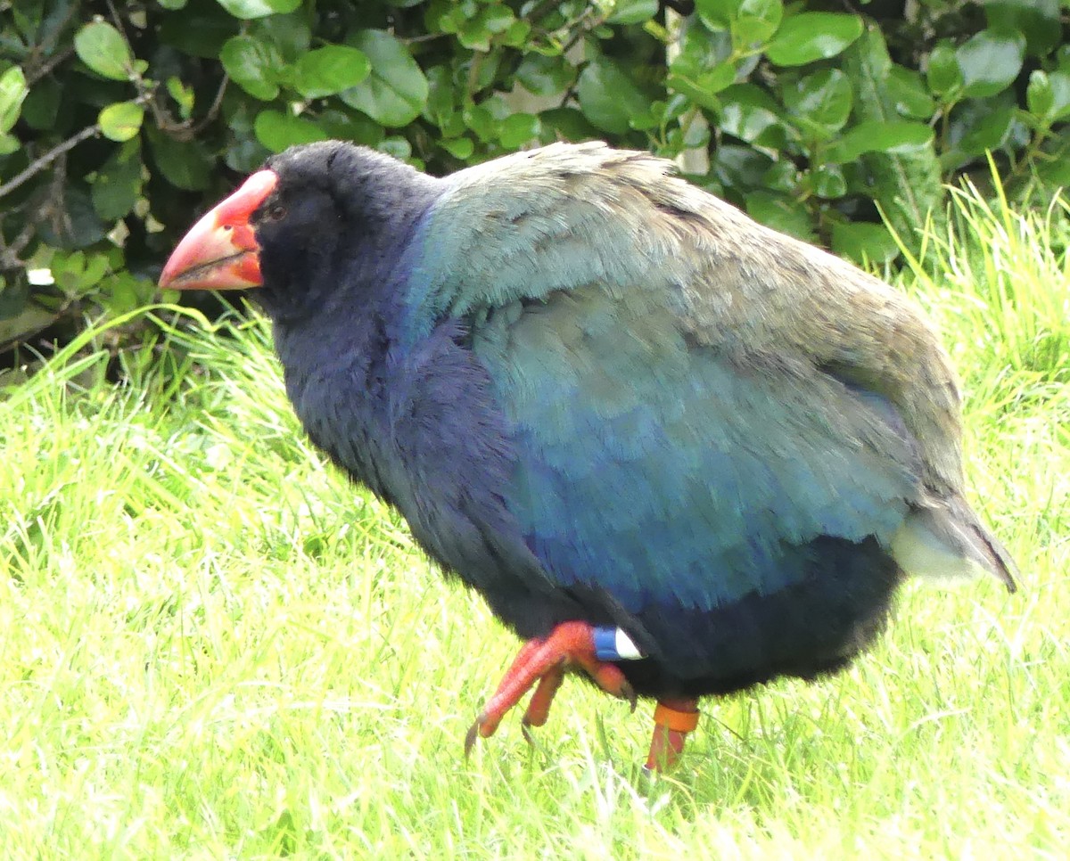 South Island Takahe - ML642569214