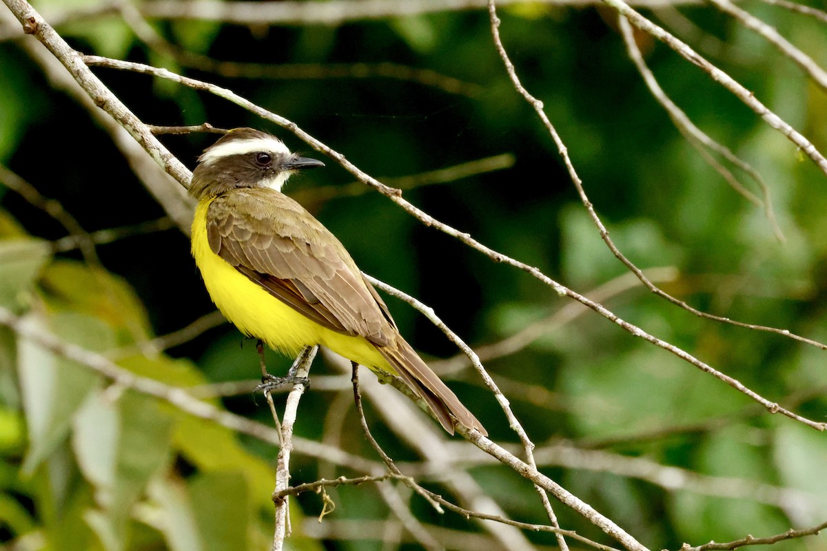 Rusty-margined Flycatcher - ML642569216