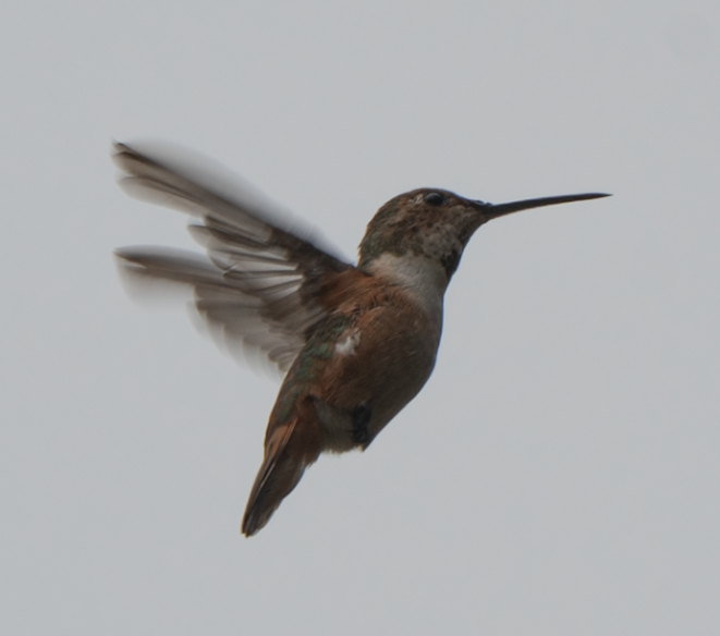 rødkolibri/chaparralkolibri - ML642569259