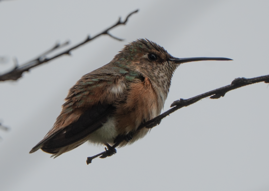 rødkolibri/chaparralkolibri - ML642569260